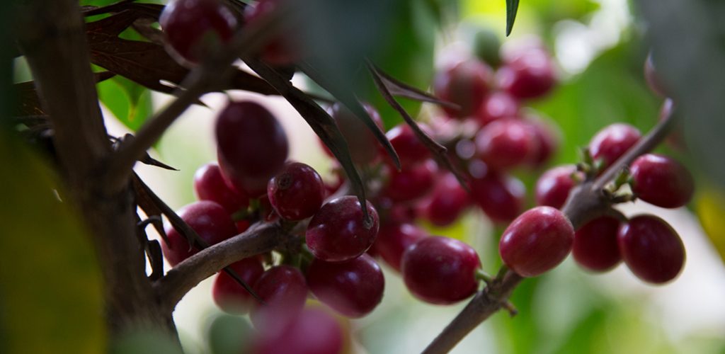 Epoch 12 - Decaf EA Palmera