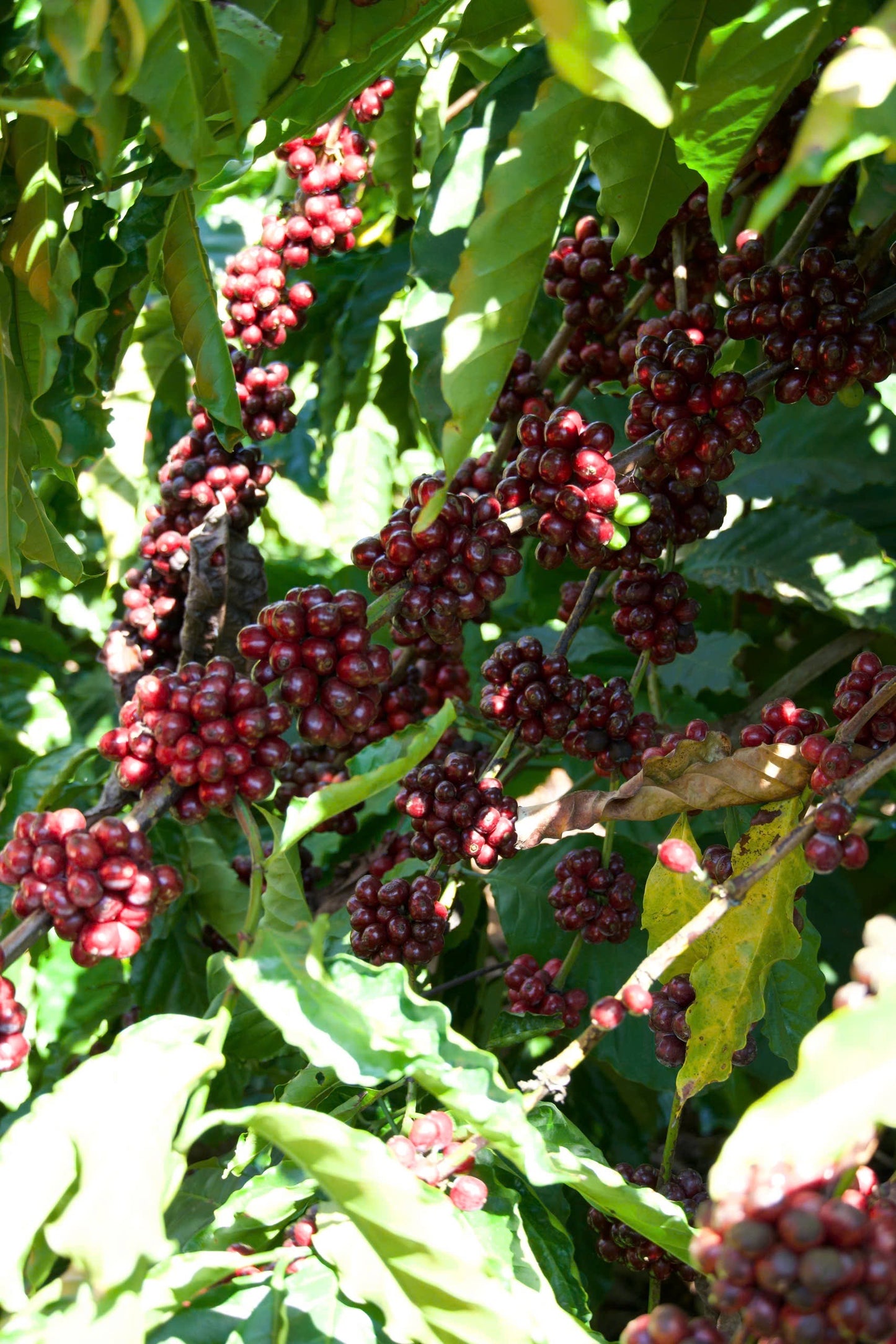 Epoch X - Soul Honey